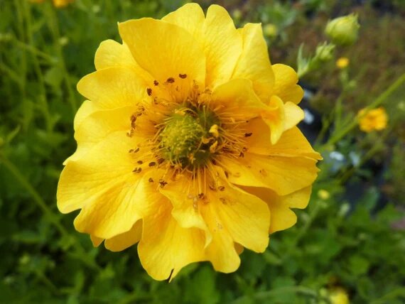 Yellow Geum Flower Seeds for Planting – Heirloom, Non-GMO, High Germination Seeds
