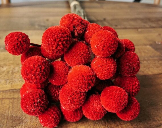 Red Craspedia Flower Seeds – Heirloom Non-GMO High Germination Seeds