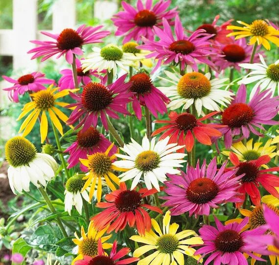 Mixed Echinacea Flower Seeds – Heirloom, Non-GMO, High Germination Seeds