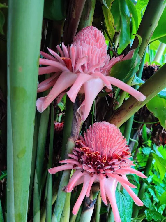 Pink Etlingera Flower Seeds – Heirloom, Non-GMO, High Germination Seeds