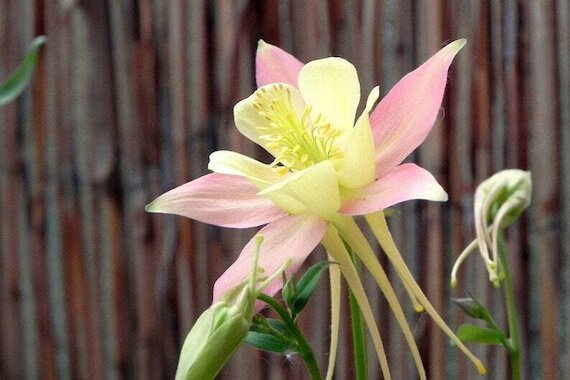 Semillas de flores gigantes de Aquilegia rosa y amarilla – Semillas reliquia no transgénicas de alta germinación