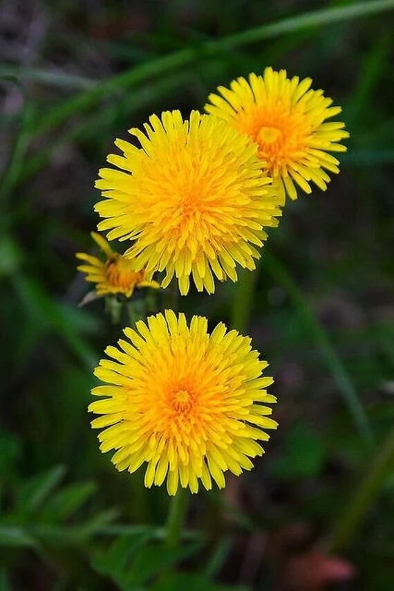 Yellow Dandelion Flower Seeds – Heirloom Non-GMO High Germination Organic Seeds