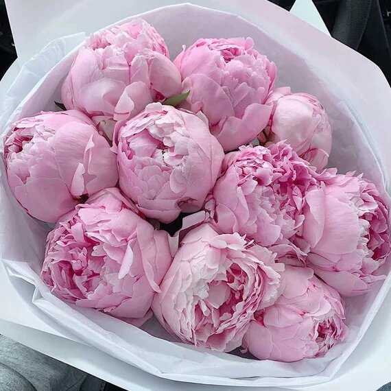 Light Pink Peony Flower Seeds Heirloom Non-GMO High Germination Organic Garden Seeds for Planting