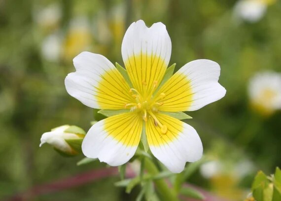 Limnanthes Douglasii Flower Seeds – Heirloom, Non-GMO, High Germination Seeds