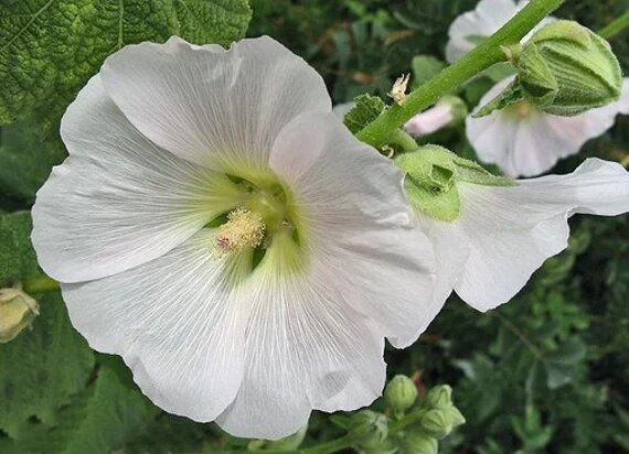 Giant Hollyhock Flower Seeds White — Heirloom Non-GMO High Germination Seeds