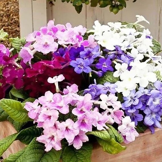 Mixed Streptocarpus Flower Seeds – Heirloom, Non-GMO, High Germination Seeds