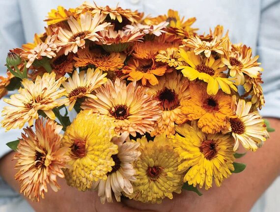 Mixed Calendula Flower Seeds – Heirloom, Non-GMO, High Germination, Organic Garden Seeds