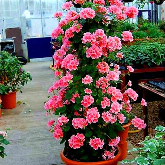 geranium flower flower seeds
