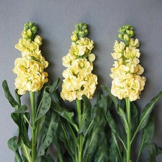 Matthiola Incana Flower Seeds Yellow – Heirloom, Non-GMO, High Germination Seeds