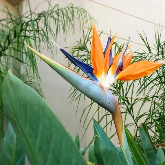 Orange Strelitzia Reginae Flower Seeds – Heirloom, Non-GMO, High Germination Seeds