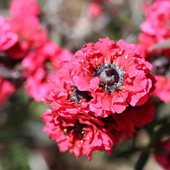 Leptospermum Flower Seeds Red – Heirloom, Non-GMO, High Germination Seeds