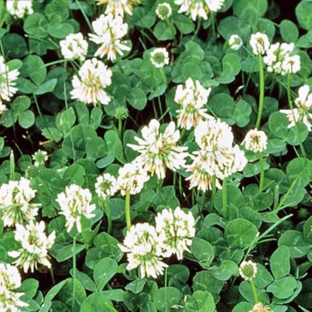 white dutch flower seeds