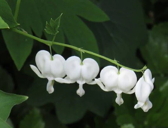 Dicentra Flowers Seeds White for Planting – Heirloom Non-GMO High Germination Seeds