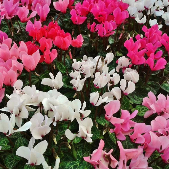 Cyclamen Flower Seeds Mixed for Planting – Heirloom Non-GMO High Germination Seeds