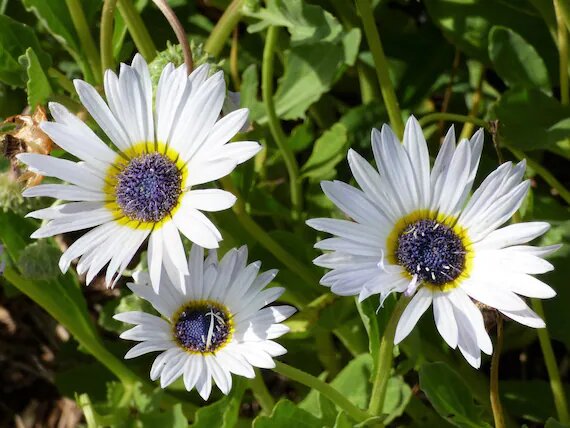 Arctotis Flower Seeds White for Planting – Heirloom Non-GMO High Germination Organic Seeds