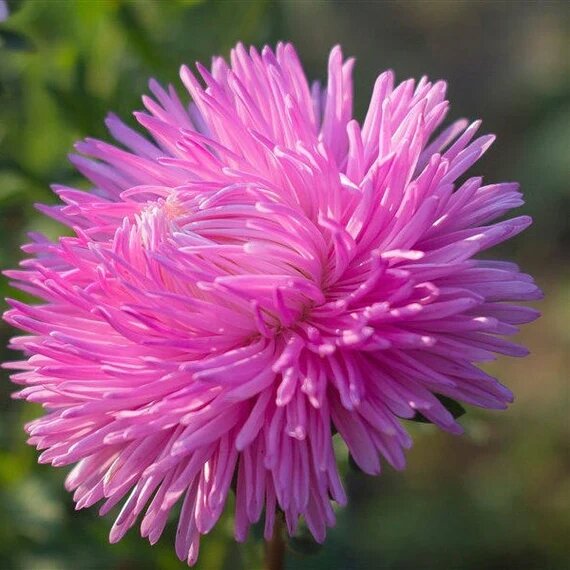 Astra Flower Seeds Pink for Planting – Heirloom Non-GMO High Germination Organic Seeds
