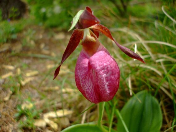 Frauenschuh-Orchidee (Cypripedium acaule) Samen – Alte Sorte, gentechnikfrei, hohe Keimfähigkeit, Bio-Gartensamen zum Pflanzen