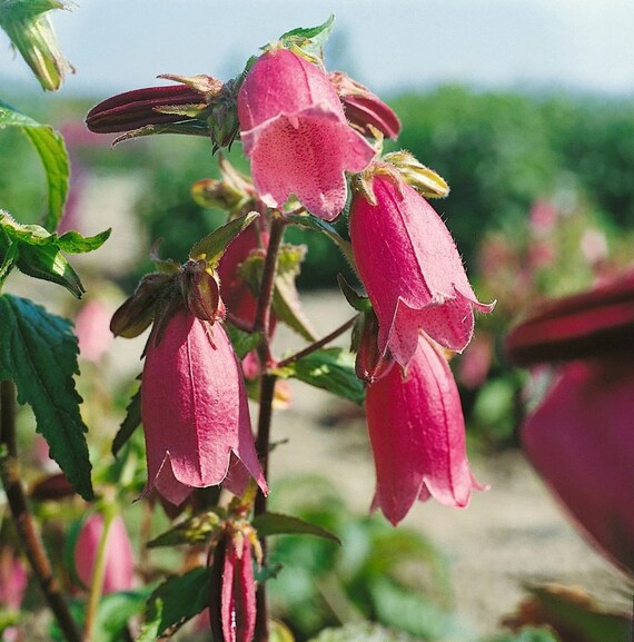 Red Campanula Flower Seeds – Heirloom, Non-GMO, High Germination Seeds for Planting