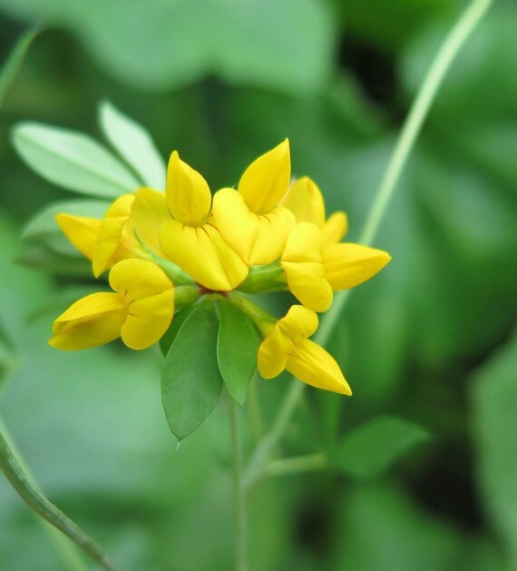 Corniculatus Flower Seeds Yellow – Heirloom Non-GMO High Germination Seeds