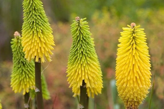 Yellow Kniphofia Flower Seeds – Heirloom, Non-GMO, High Germination Seeds
