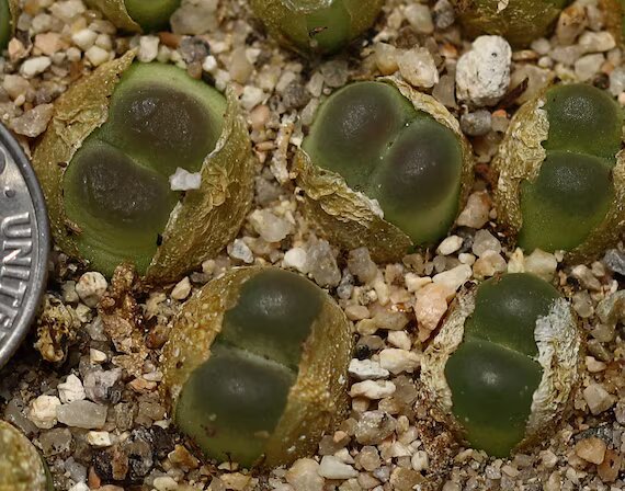 Conophytum Ratum Seeds – Hardy Succulent Heirloom &amp; Non-GMO Seeds for Planting