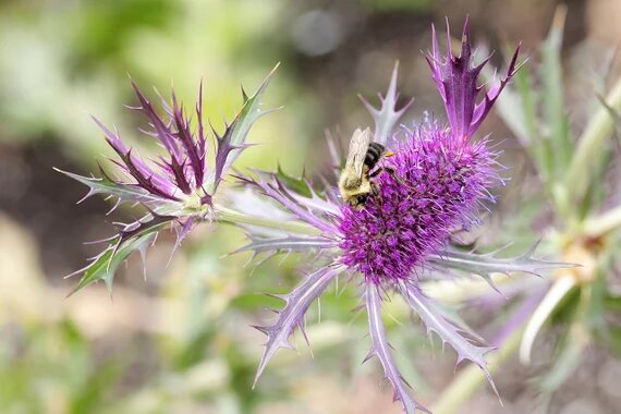Purple Eryngium Flower Seeds Heirloom Non-GMO High Germination Seeds for Planting