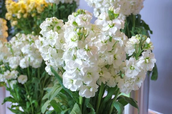 Matthiola Flower Seeds White – Heirloom, Non-GMO, High Germination Seeds
