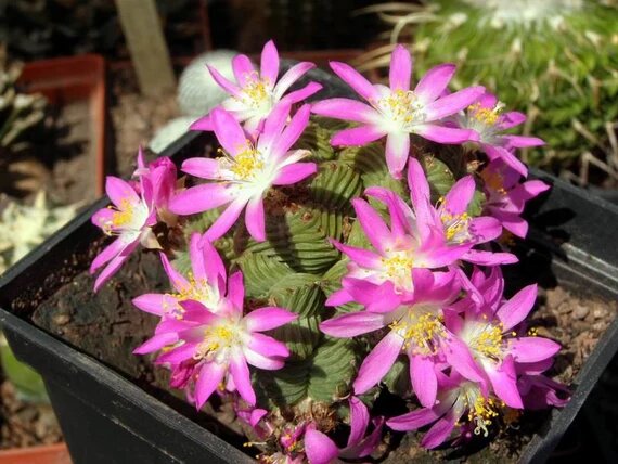 Pink Aztekium Flower Seeds for Planting – Heirloom Non-GMO High Germination Organic Seeds