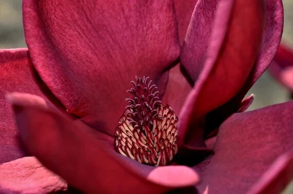 Maroon Champaca Flower Seeds – Heirloom, Non-GMO, High Germination Organic Seeds