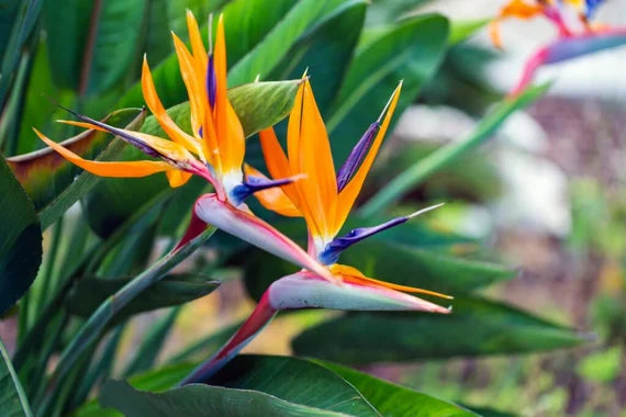 Strelitzia Juncea Bird of Paradise Flower Seeds for Planting | Premium Garden Seeds