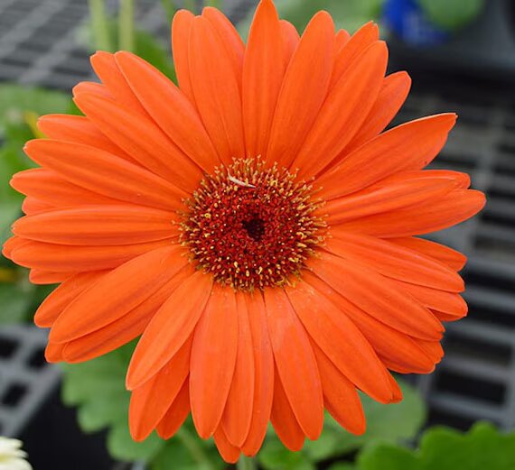 Daisy Flower Seeds Orange – Heirloom Non-GMO High Germination Organic Garden Seeds