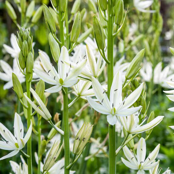 White Camassia Flower Seeds – Heirloom, Non-GMO Seeds, High Germination Organic Garden Seeds for Planting