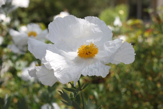 Coulteri-Blumensamen Weiß zum Pflanzen – Alte Sorte Gentechnikfrei Hohe Keimfähigkeit Samen
