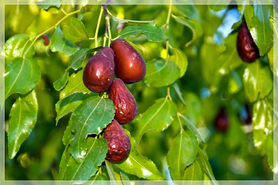 Red Ziziphus (Indian Jujube) Fruit Seeds – Heirloom Non-GMO Seeds for Home Gardening &amp; Bonsai Growing