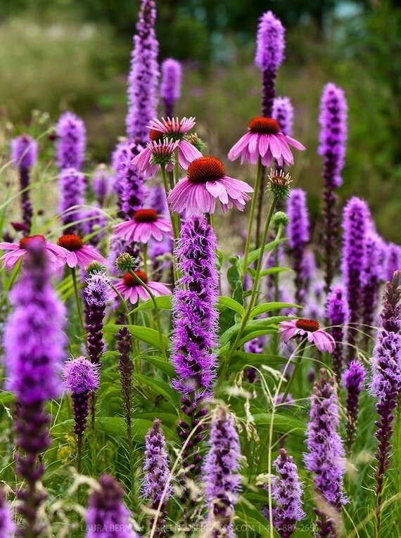 Purple Liatris Flower Seeds – Heirloom, Non-GMO, High Germination Seeds