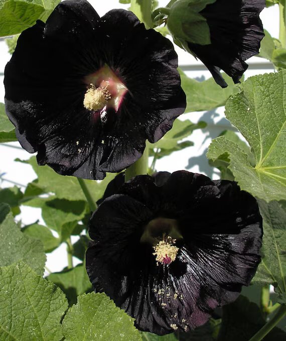 Dark Black Hollyhock Flower Seeds – Heirloom, Non-GMO, High Germination Organic Garden Seeds