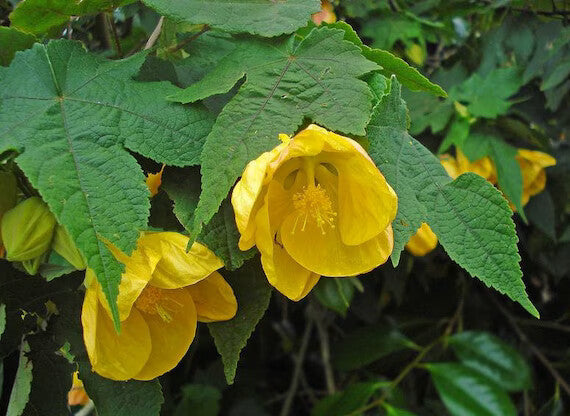 Abutilon Flower Seeds Yellow for Planting – Heirloom Non-GMO High Germination Organic Seeds
