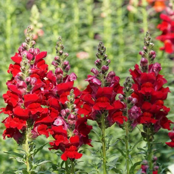 Red Antirrhinum Flower Seeds – Heirloom, Non-GMO, High Germination Seeds