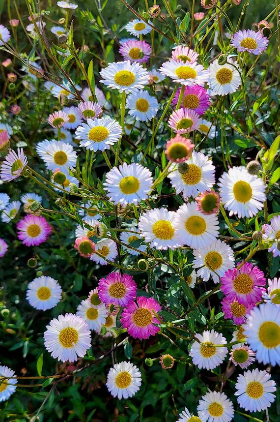 Mixed Erigeron Flower Seeds – Heirloom, Non-GMO, High Germination Seeds