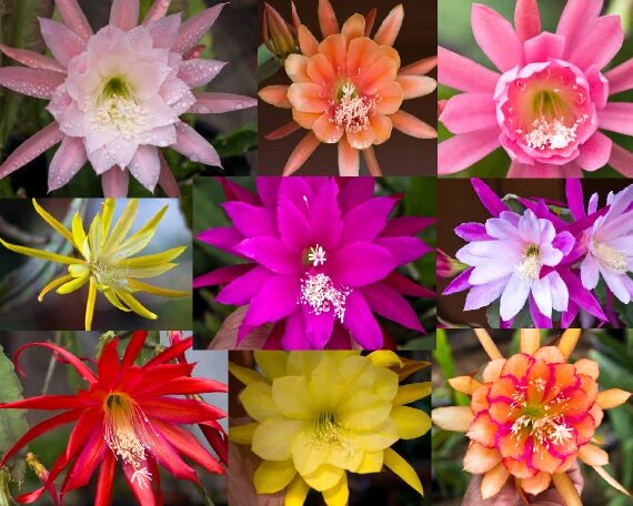 Mixed Epiphyllum Oxypetalum Flower Seeds – Heirloom, Non-GMO, High Germination