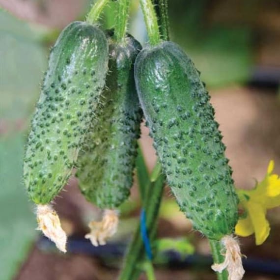 Cucumber Seeds Arctic F1 (Parthenocarpic) – Heirloom, Non-GMO, High Germination, Organic Garden Seeds Seeds for Planting