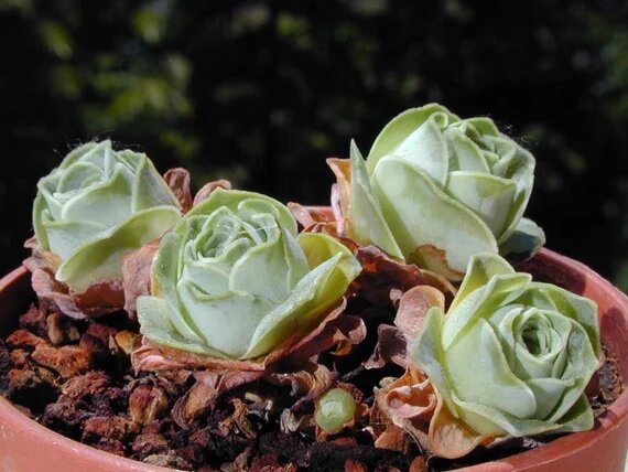 Green Aeonium Greenovia Succulent Flower Seeds – Heirloom, Non-GMO Seeds