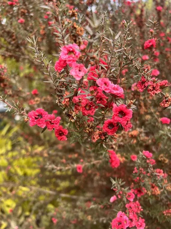 Pink Leptospermum Flower Seeds – Seeds for Planting, Heirloom, Non-GMO, High Germination Organic Garden Seeds
