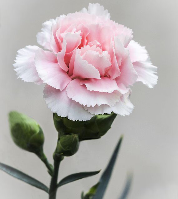 Pale Pink Carnation Flower Seeds – Heirloom, Non-GMO, High Germination Seeds