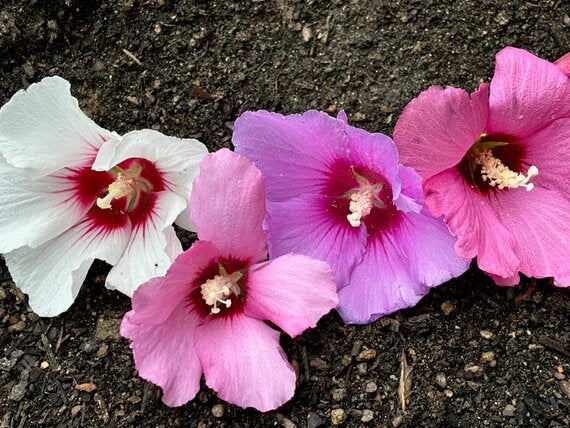 Gemischte Sharon-Hibiskus-Syriacus-Blumensamen, alte Sorte, gentechnikfrei, hohe Keimrate, Bio-Gartensamen zum Pflanzen
