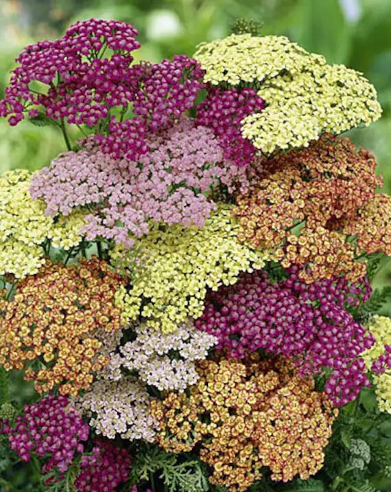 Mixed Yarrow Flower Seeds – Heirloom, Non-GMO, High Germination Seeds