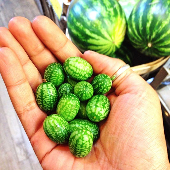 mini watermelon flower seeds