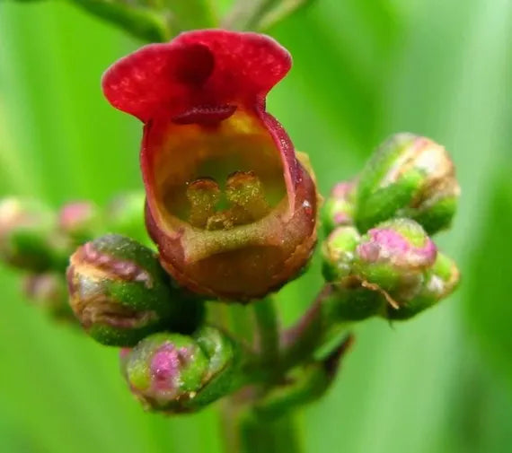 burgundy late flower seeds