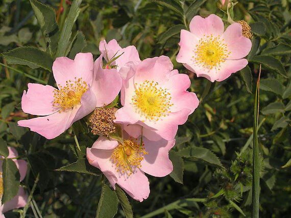 Canina Flower Seeds – Heirloom, Non-GMO, High Germination Organic Garden Seeds