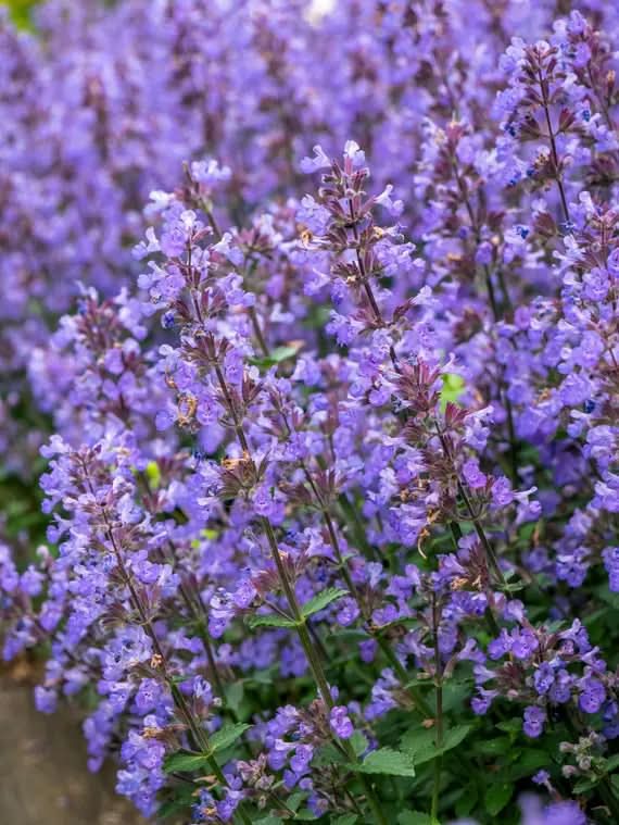 Persian Catmint herb seeds